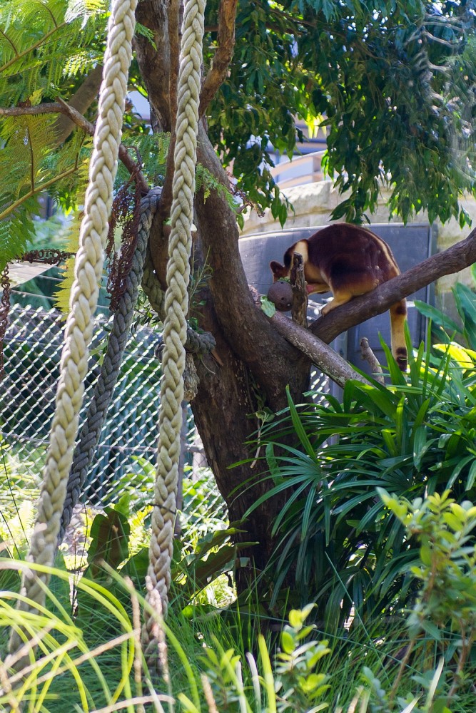 Taroonga zoo Sydney klokan