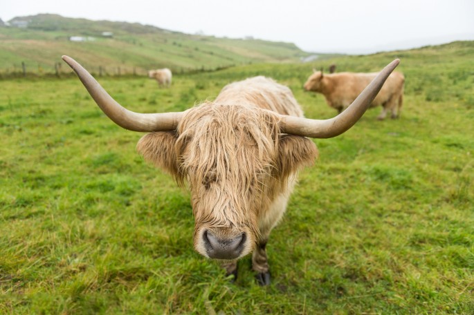 blog o cestování do Skotska - z Ullapool na Orkney