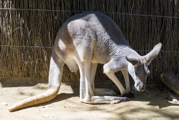 Taroonga zoo Sydney klokan