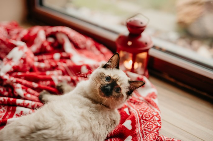 lifestylové focení rodinné focení s kočkou