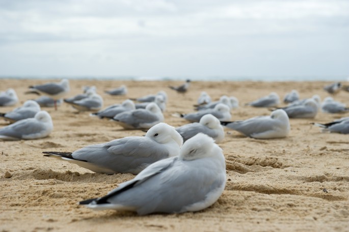 Manly Sydney