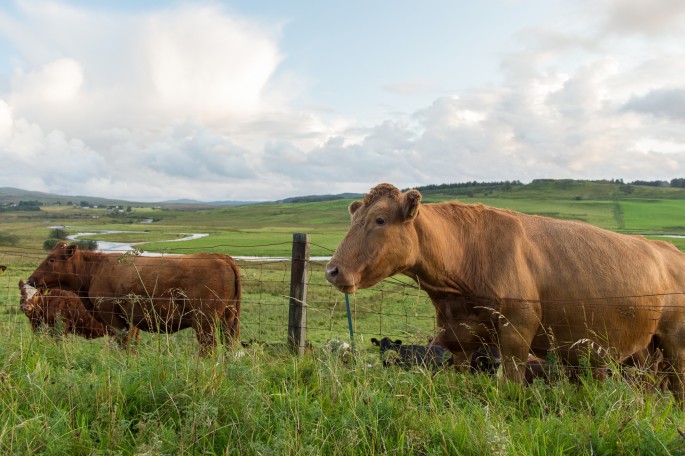 blog o cestování do Skotska - ostrov Skye a Skyeskyns