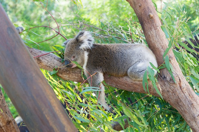 Healesville Sanctuary Austrálie koala