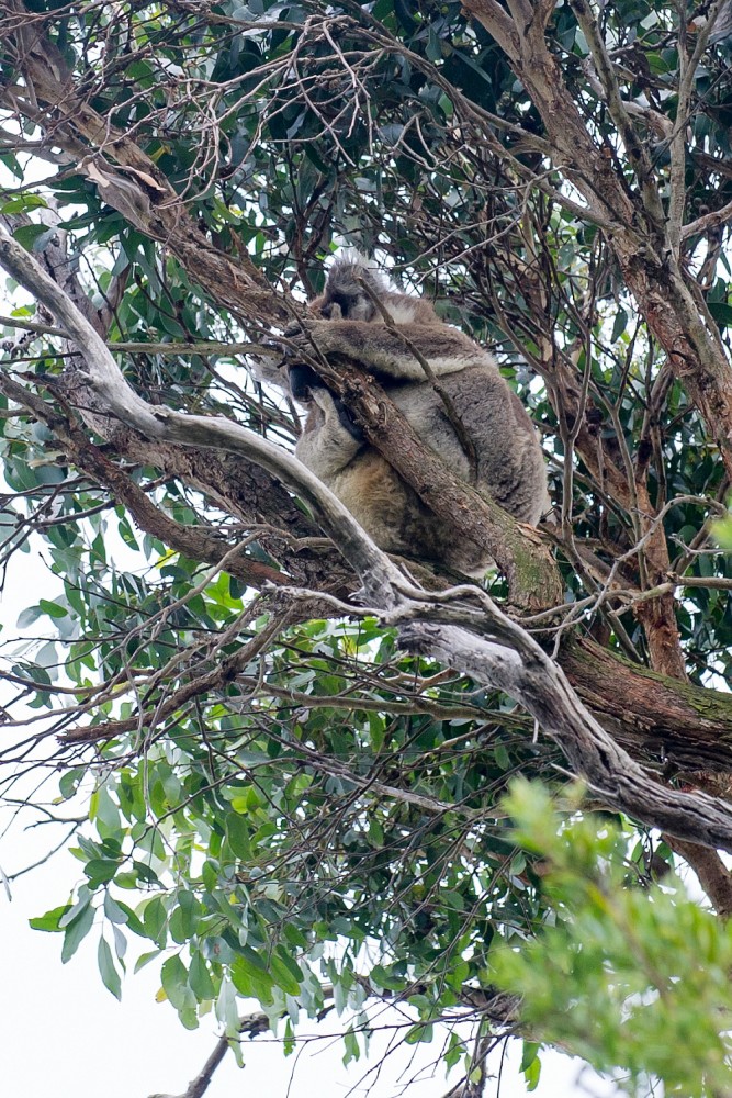 Otway national park australie koala