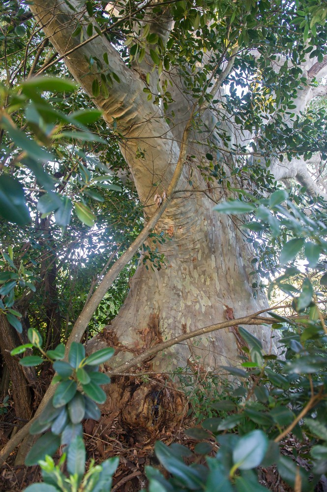 nejširší kmen eukalyptus