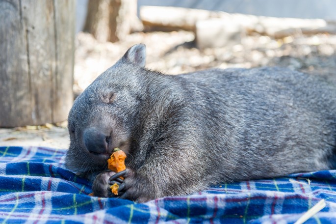 Healesville Sanctuary Austrálie wombat