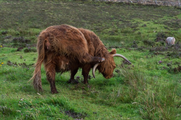 blog o cestování do Skotska - ostrov Skye a Skyeskyns