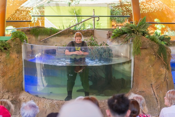 Healesville Sanctuary Austrálie ptakopysk