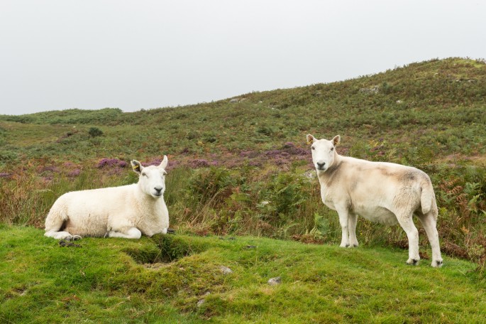 blog o cestování do Skotska - z Ullapool na Orkney