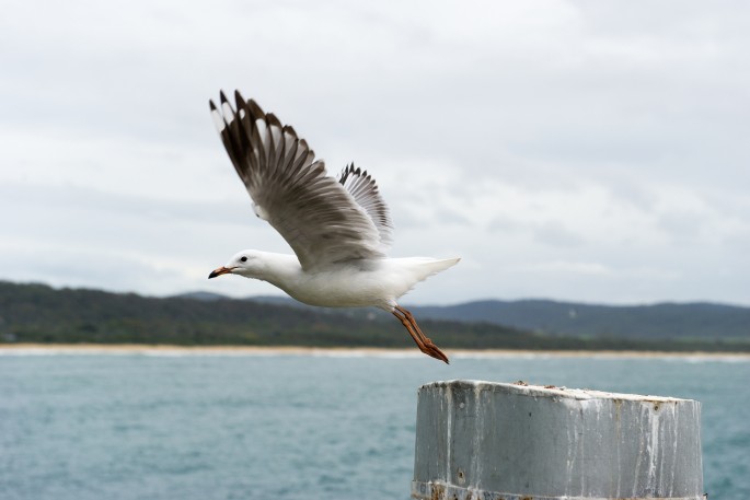 tathra australie racek