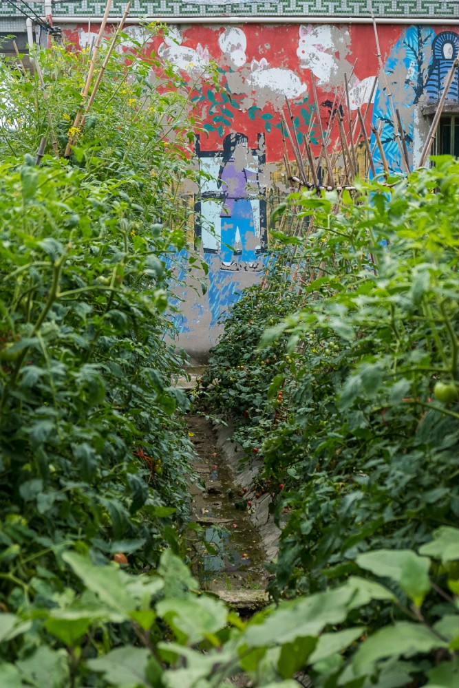 čínský deník blog fotografky foto ivet k iveta krausova Fengjing town Peasant painters village Shanghai