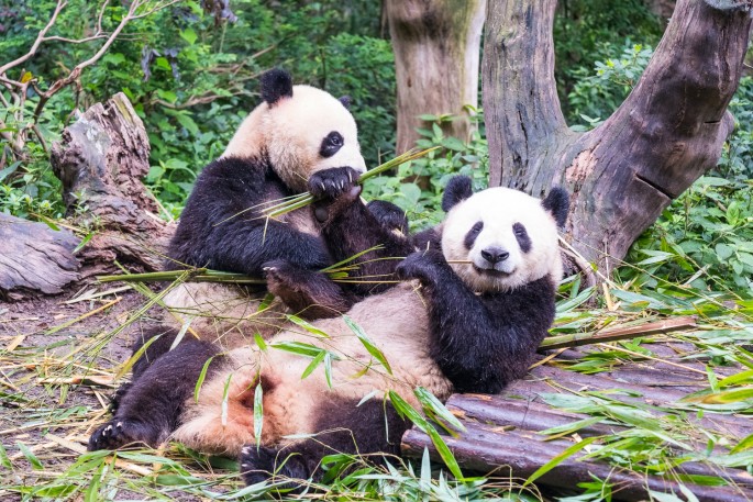 čínský deník blog fotografky foto ivet k iveta krausova panda base chengdu giant buddha leshan china