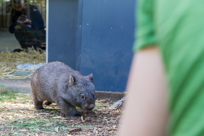 Healesville Sanctuary Austrálie wombat