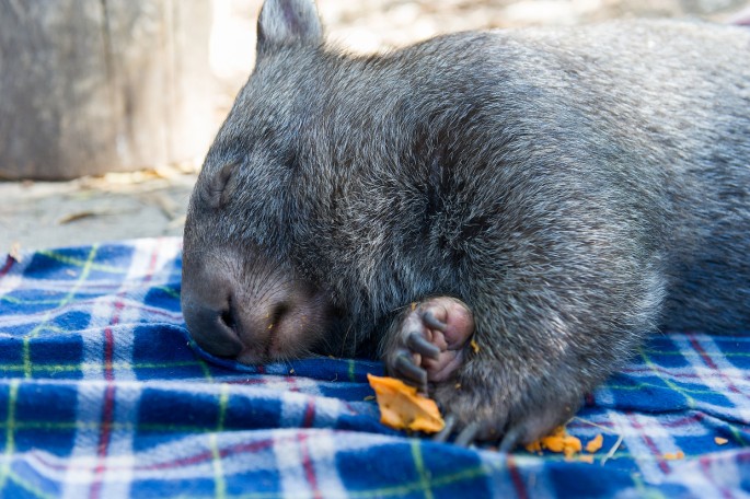 Healesville Sanctuary Austrálie wombat