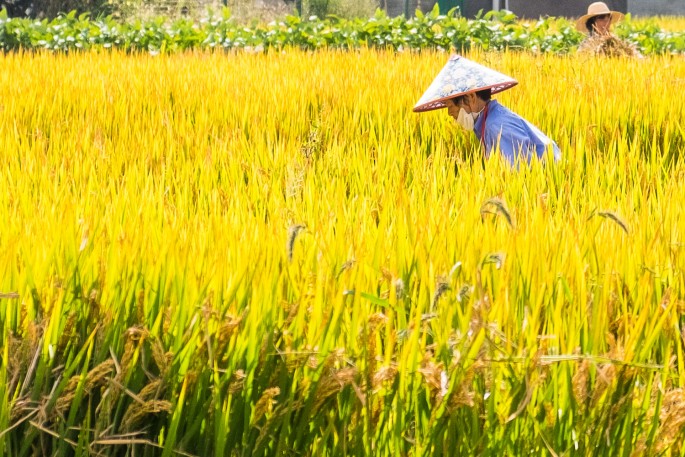 čínský deník blog fotografky foto ivet k iveta krausova sklizeň rýžové pole