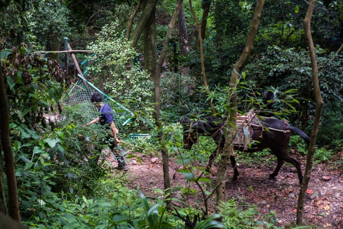 čínský deník blog fotografky foto ivet k iveta krausova mount qingcheng chengdu sichuan