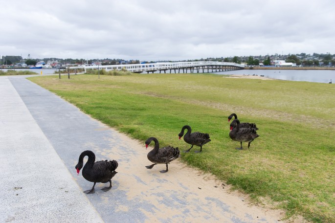 gippsland lakes černá labut