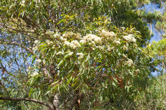 kvety eukalyptu