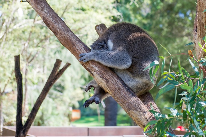 Healesville Sanctuary Austrálie koala