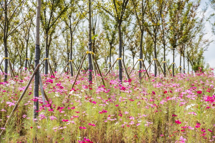 čínský deník blog fotografky foto ivet k iveta krausova sklizeň rýžové pole