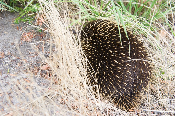 Otway national park australie ježura