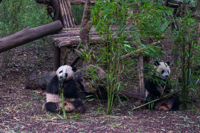 čínský deník blog fotografky foto ivet k iveta krausova panda base chengdu giant buddha leshan china