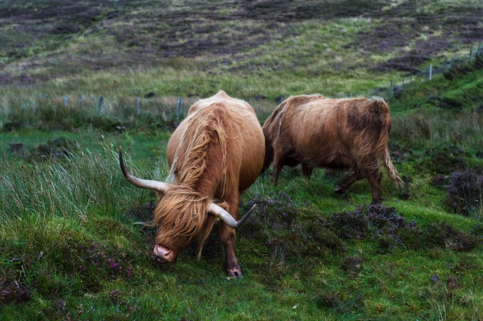 blog o cestování do Skotska - ostrov Skye a Skyeskyns