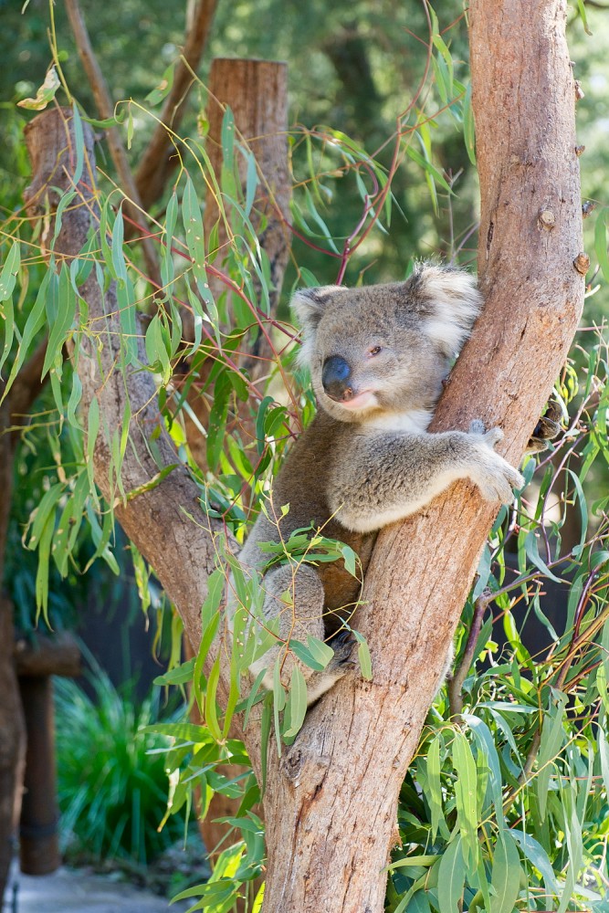 Healesville Sanctuary Austrálie koala