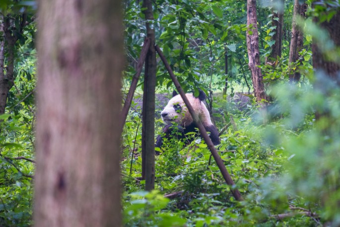 čínský deník blog fotografky foto ivet k iveta krausova panda base chengdu giant buddha leshan china