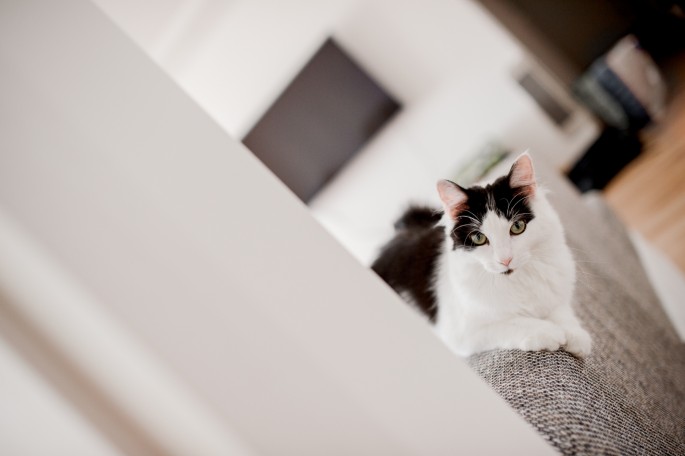 lifestylové rodinné focení doma fotograf mlada boleslav