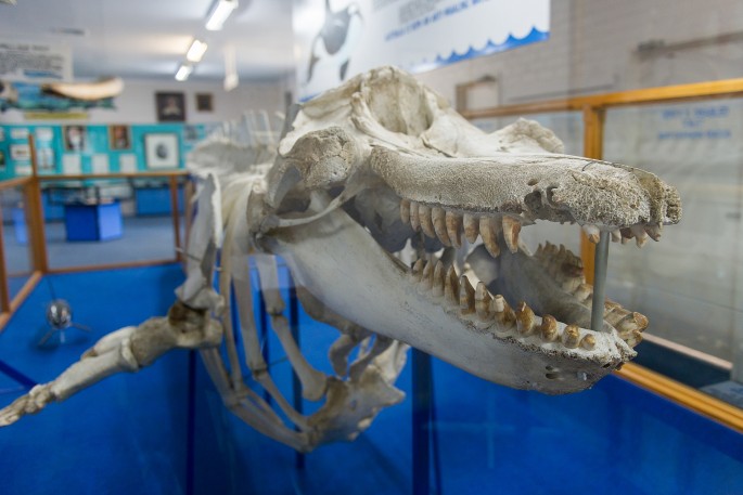 eden old tom killer whale museum