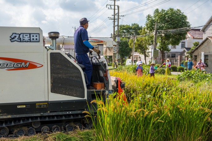 čínský deník blog fotografky foto ivet k iveta krausova sklizeň rýžové pole