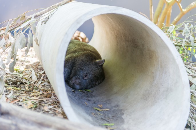 Healesville Sanctuary Austrálie wombat