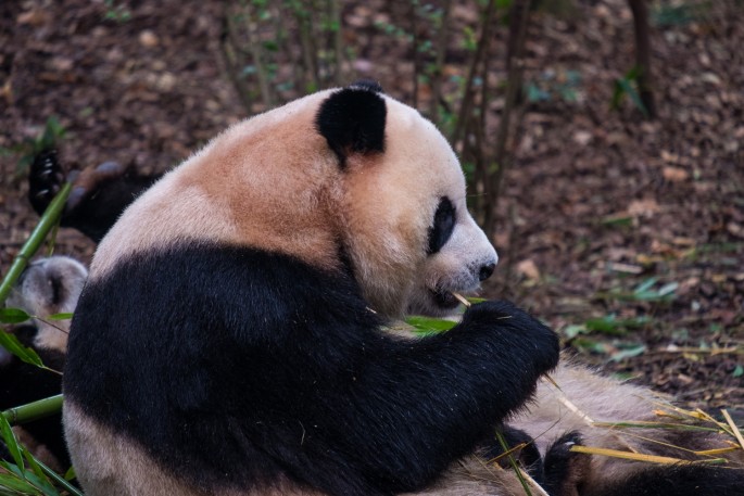 čínský deník blog fotografky foto ivet k iveta krausova panda base chengdu giant buddha leshan china