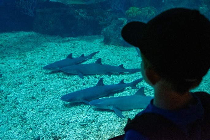 čínský deník blog fotografky foto ivet k iveta krausova ocean park shanghai