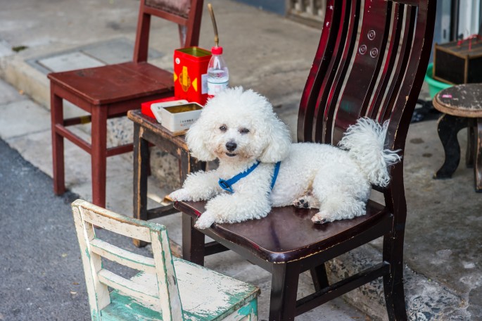 čínský deník blog fotografky foto ivet k iveta krausova uličky kolem yuyuan garden