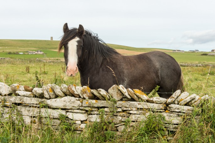 blog o cestování do Skotska - Orkney