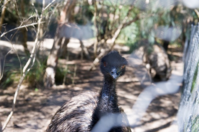 Healesville Sanctuary Austrálie emu