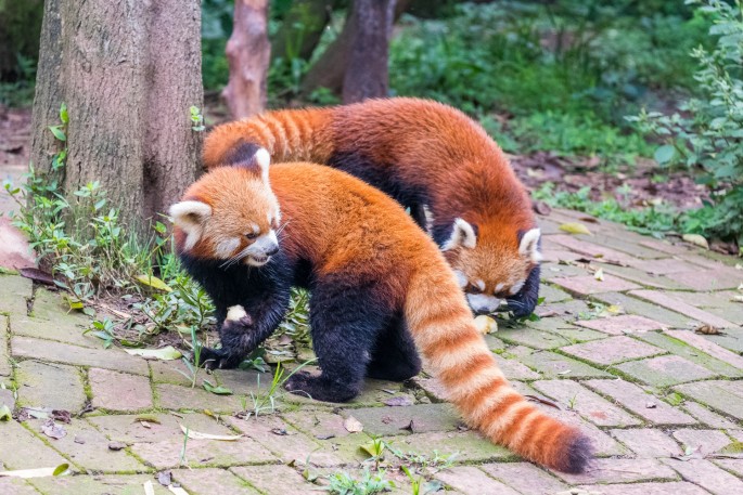 čínský deník blog fotografky foto ivet k iveta krausova panda base chengdu giant buddha leshan china