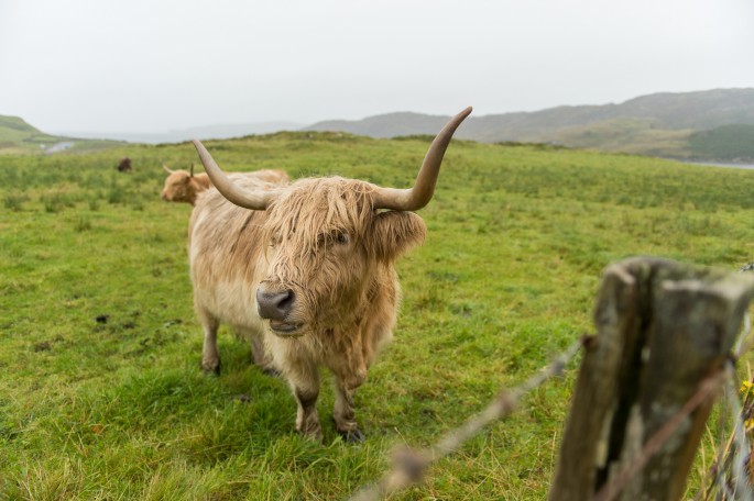 blog o cestování do Skotska - z Ullapool na Orkney