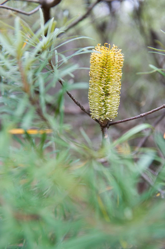 Blue Mountains bottle brush