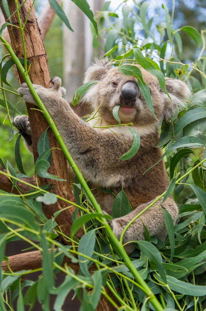 Healesville Sanctuary Austrálie koala