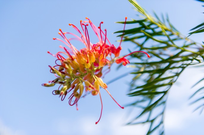 Sydney flora