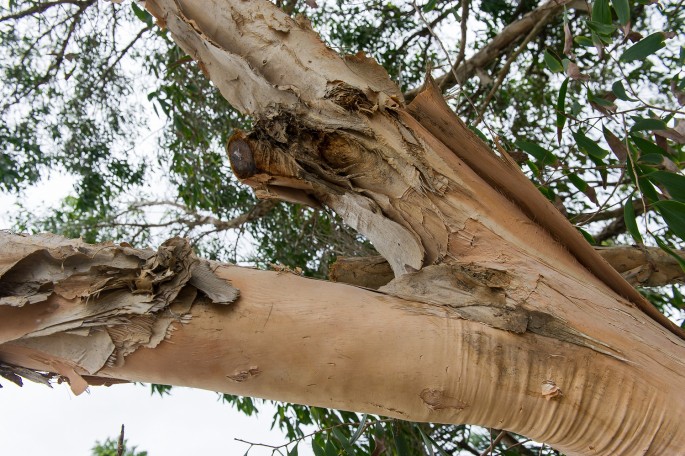 paperback tree Sydney