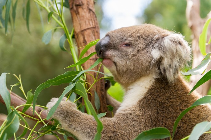 Healesville Sanctuary Austrálie koala