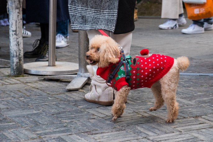 čínský deník blog fotografky foto ivet k iveta krausova vánoce v Šanghaji