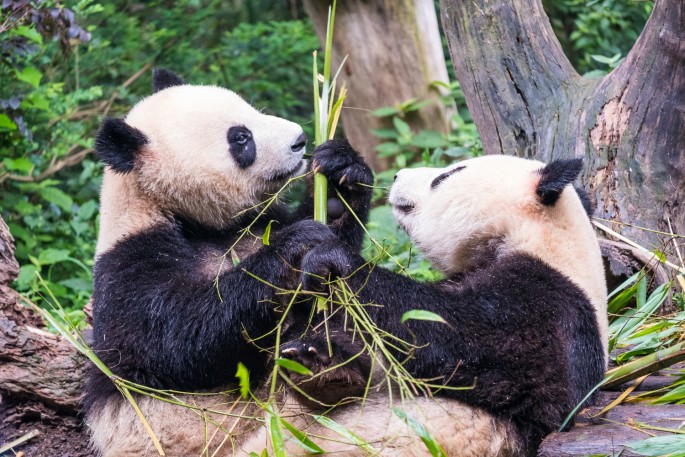 čínský deník blog fotografky foto ivet k iveta krausova panda base chengdu giant buddha leshan china