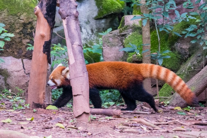 čínský deník blog fotografky foto ivet k iveta krausova panda base chengdu giant buddha leshan china