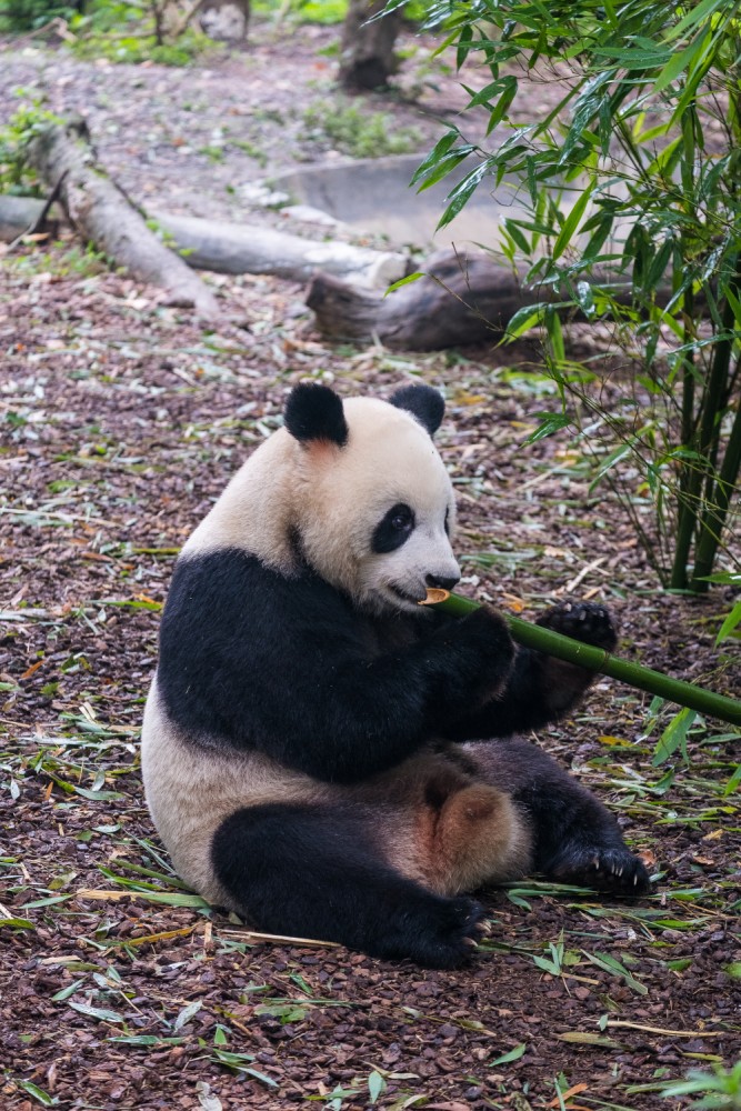 čínský deník blog fotografky foto ivet k iveta krausova panda base chengdu giant buddha leshan china