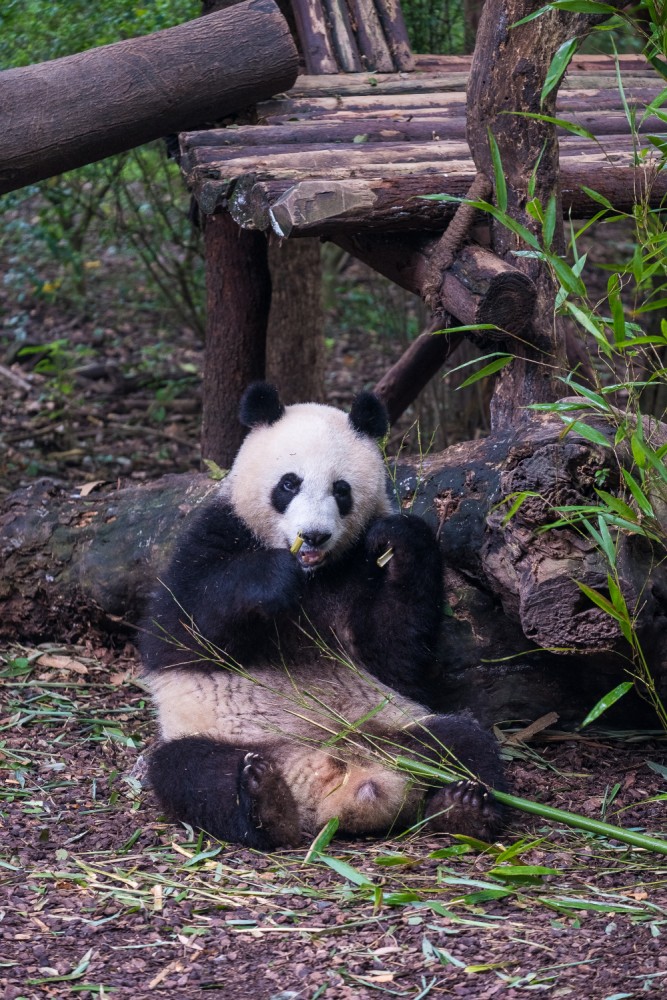 čínský deník blog fotografky foto ivet k iveta krausova panda base chengdu giant buddha leshan china